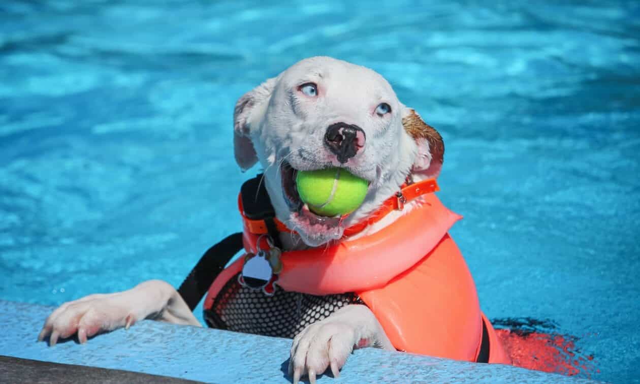 Dog playing in pool