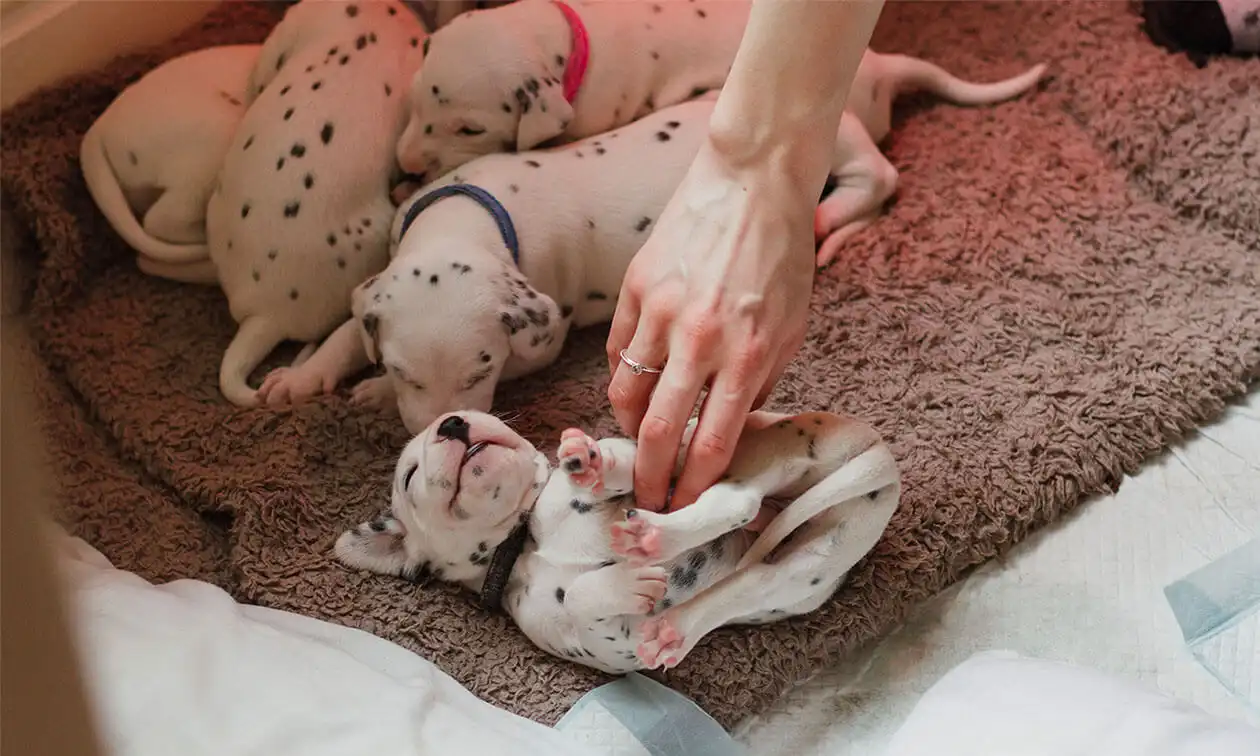 A woman petting puppies.