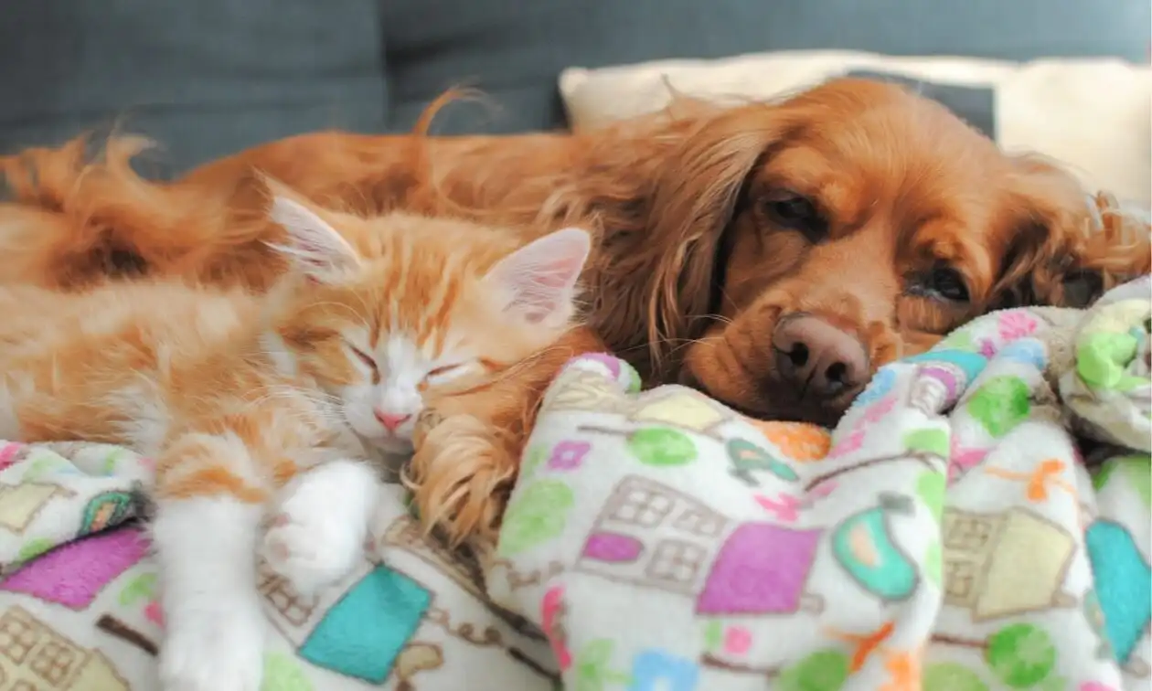 Dog laying down in bed