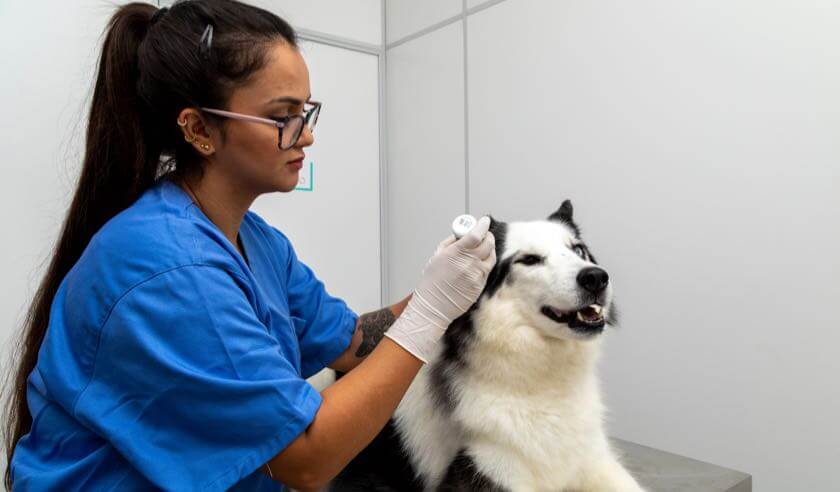 What Are Mobile Veterinary Clinics?