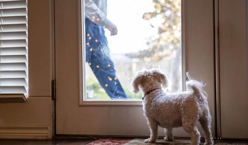 My Dog Pees When Excited — Help!