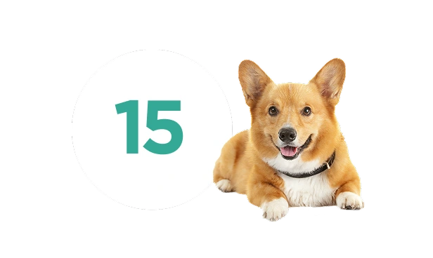 <span style="font-weight: 500">88% of pet owners have tried up to <span style="color: #CA006C">15 at-home treatments</span> before seeing their vet<sup>2</sup></span>