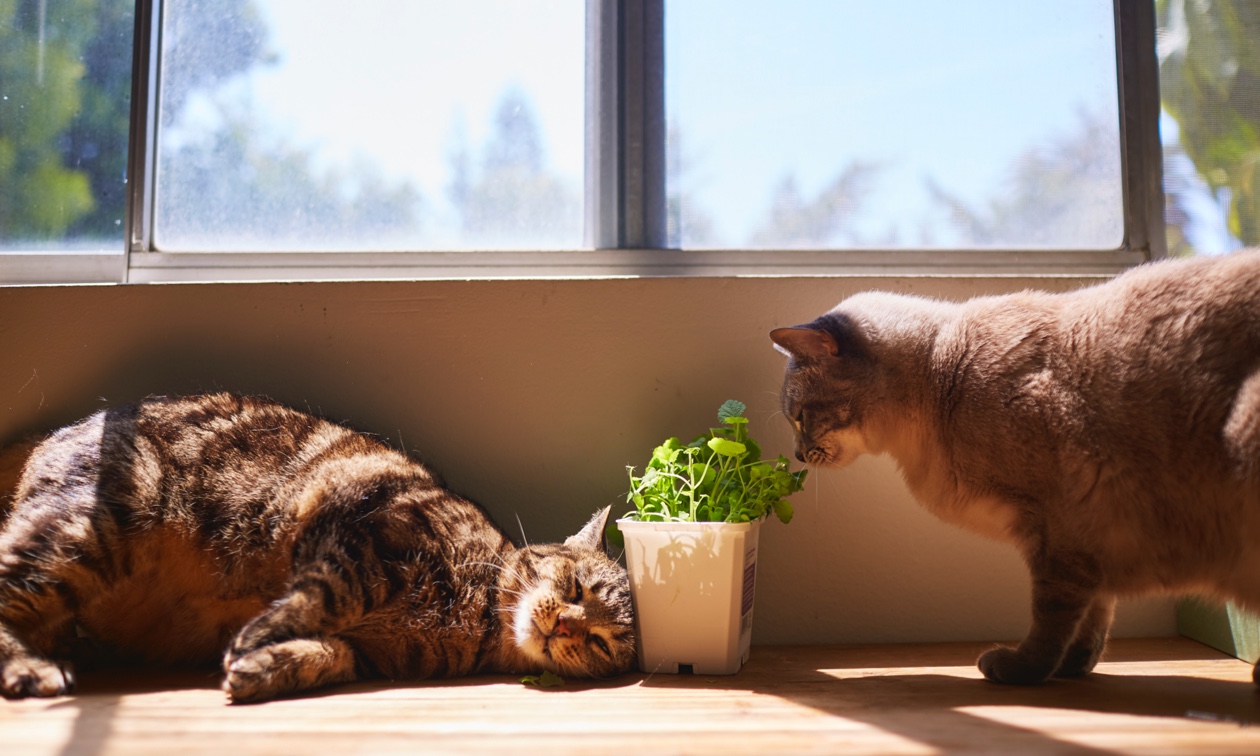 Cat Friendly Plants (and Which Ones to Avoid)