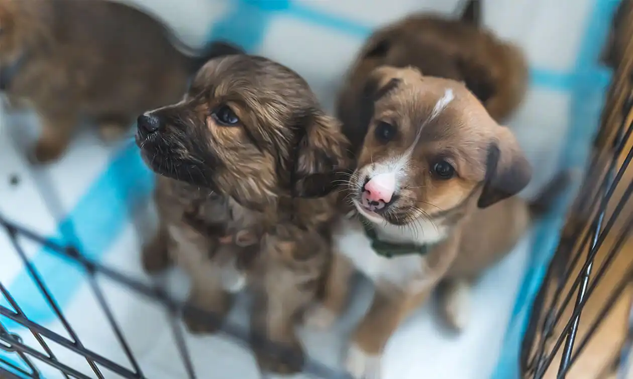Two puppies looking up at the camera.
