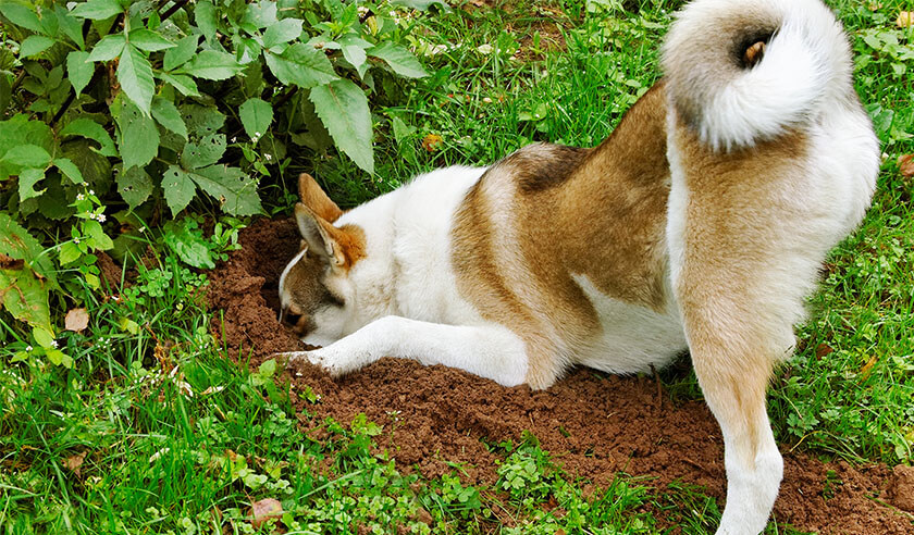 Why Do Dogs Like To Dig?