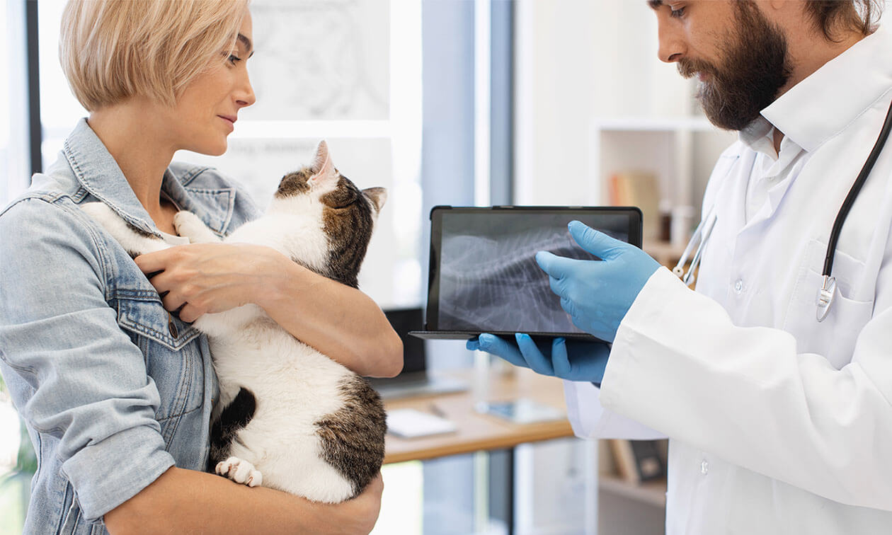 A cat being examined by a vet in a room.