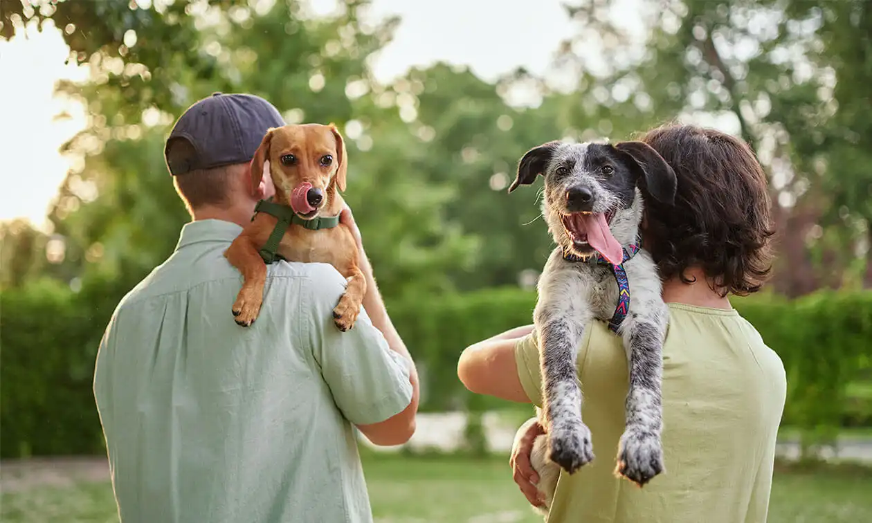 A couple walking with their dogs on their shoulders.
