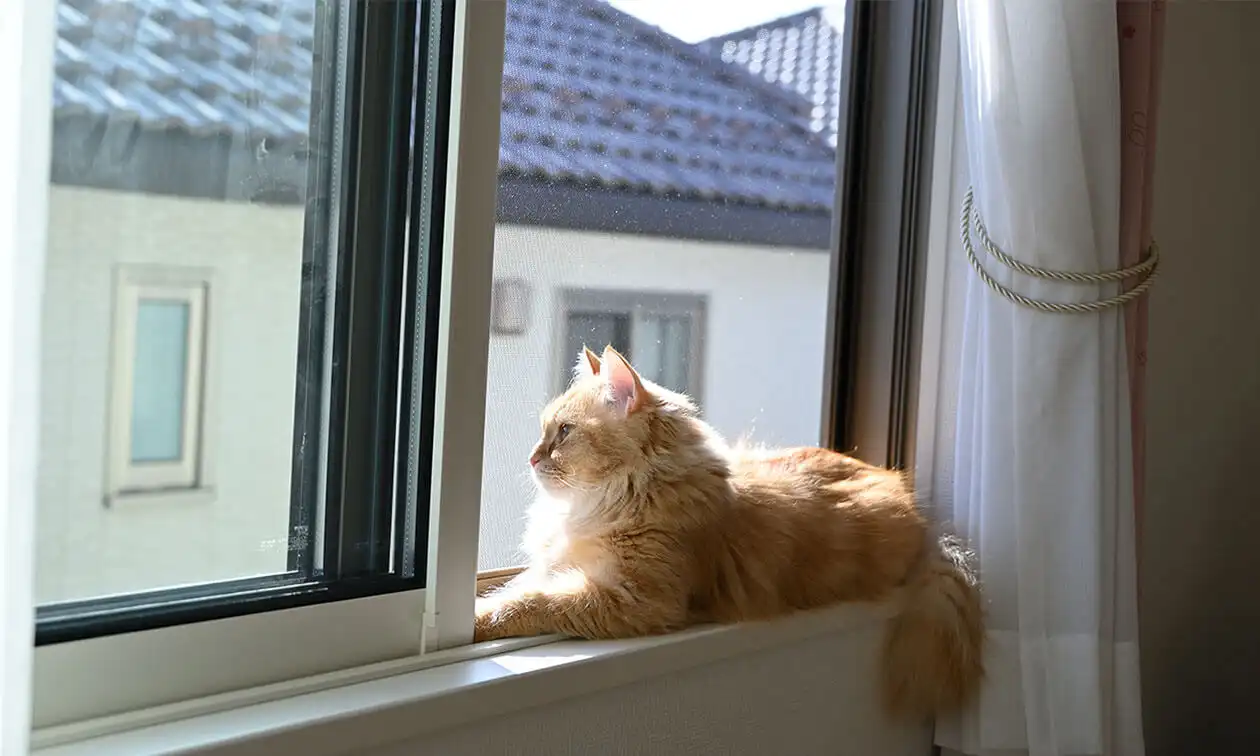 A cat sitting on a window sill looking out the window.