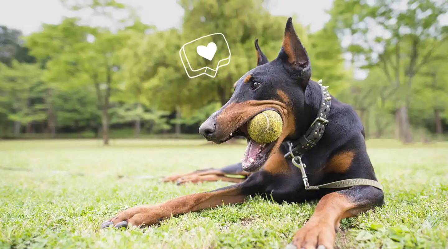 What Type of Chew Toys are Safe for Dogs? | Zoetis Petcare