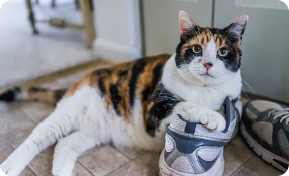 A calico cat laying on a pair of shoes.