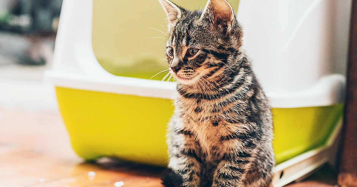 Cat tipping over litter box best sale