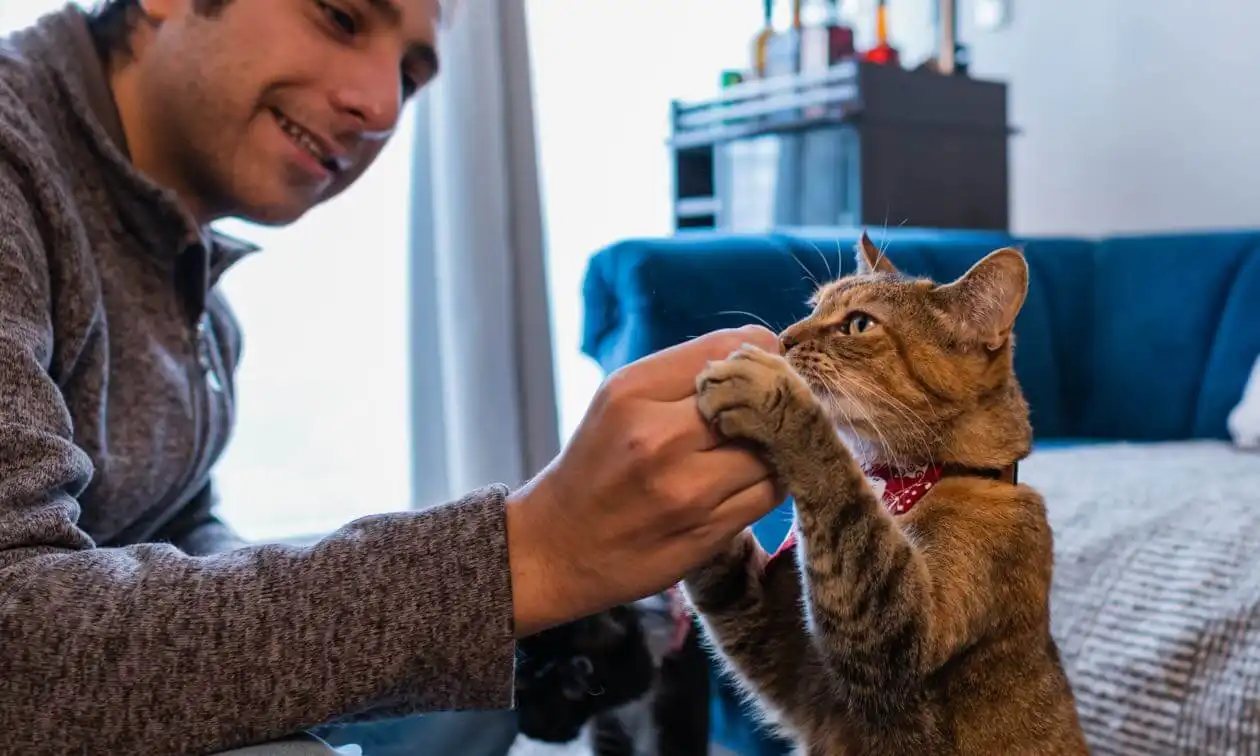 Man giving cat a treat
