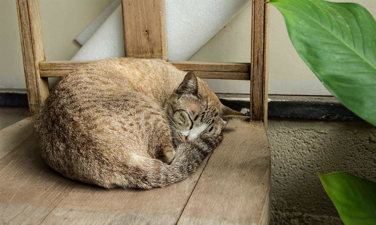 A cat curled up sleeping on a wooden chair.
