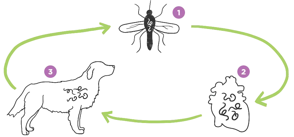 img-diroban-how-do-dogs-get-infected@2x.webp