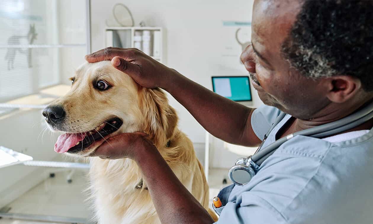 A vet examines a dog's head in an exam room.