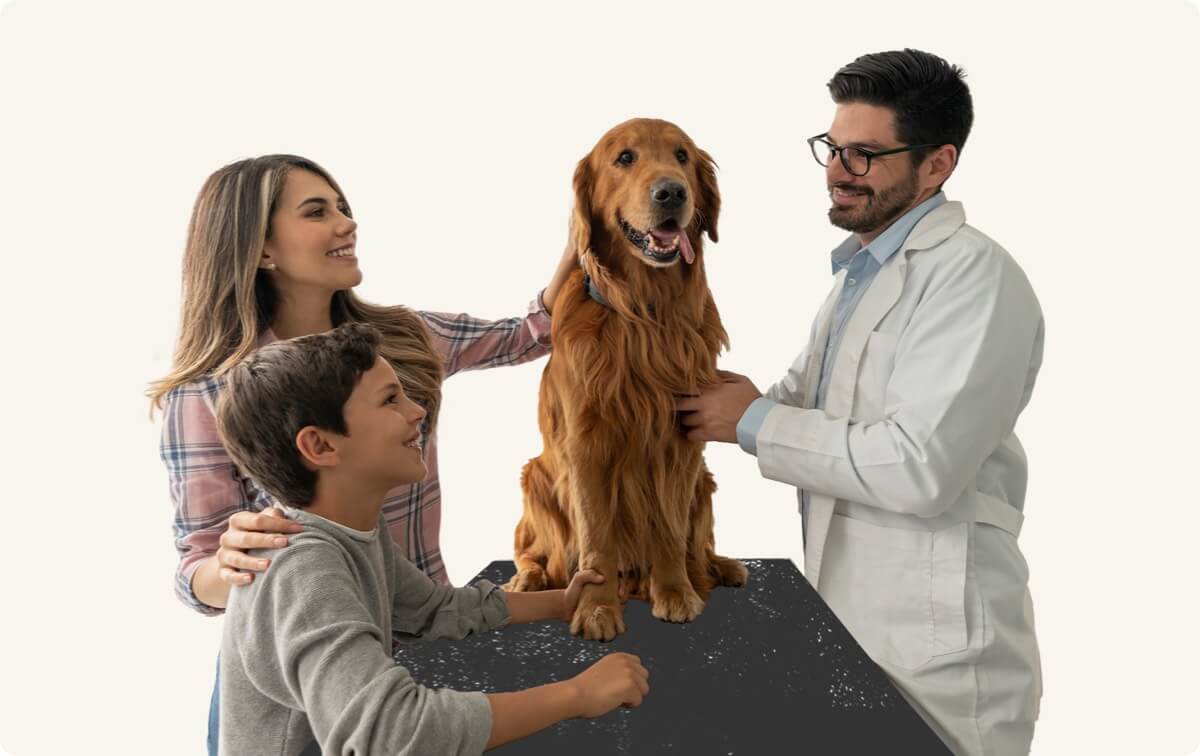 Veterinarian checking dog with family.