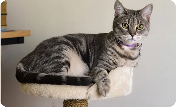Cat laying on top of cat tower