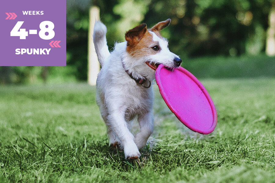 dog with frisbee