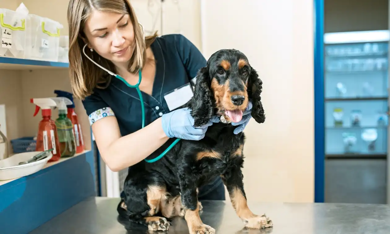 Veterinarian performing a checkup on a dog