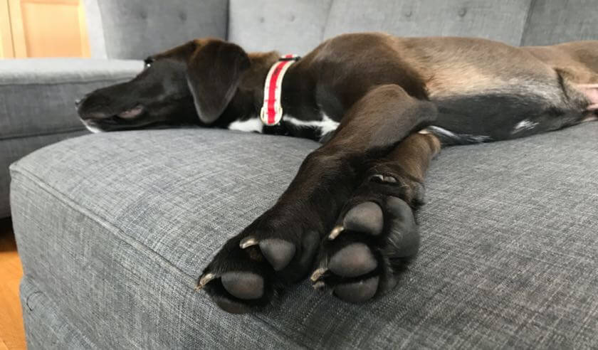 Caring for Your Dog’s Paw Pads