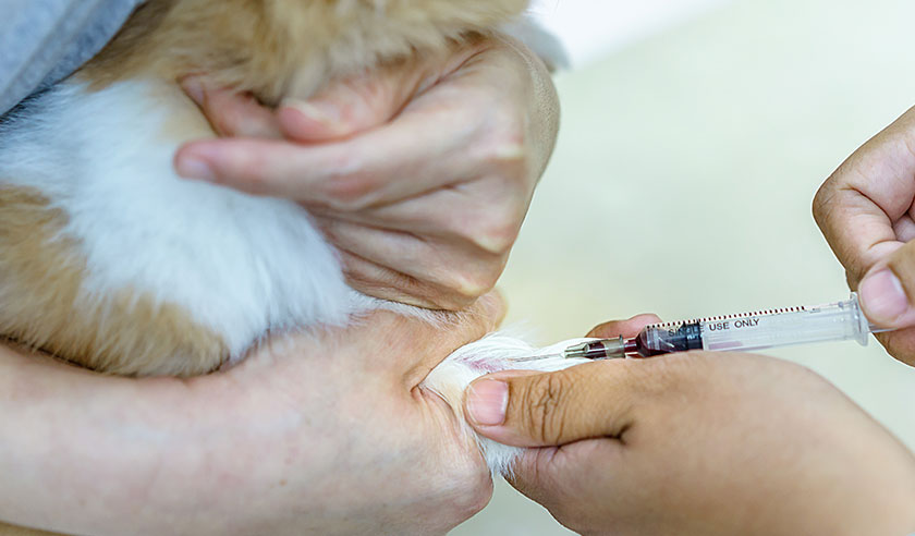 The Benefits of Pre-Anesthetic Testing for Your Pet