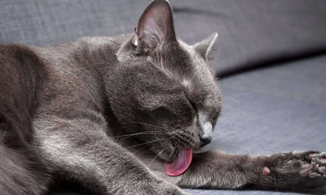 A gray cat laying on top of a gray couch.
