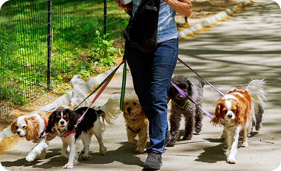 What You Should Know About Canine Influenza