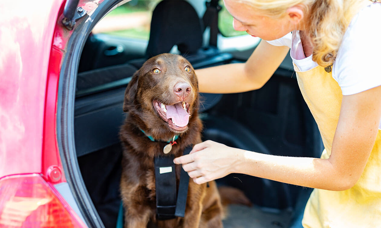 A woman opening the back door of a car with her dog.