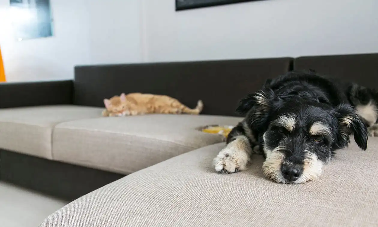 A dog laying on a couch next to a cat.