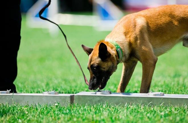 Nose Work: A Great Activity for Your Dog and You