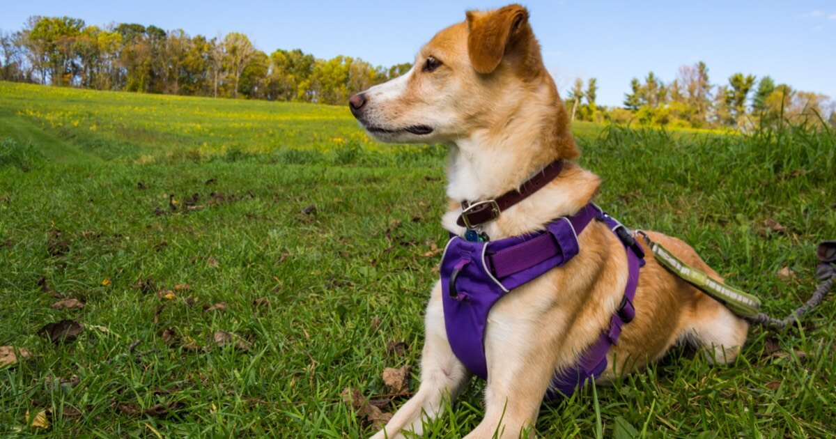 How to choose the perfect harness for your dog 