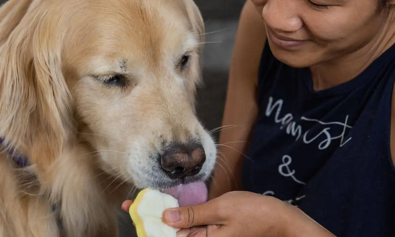 Owner feeding dog