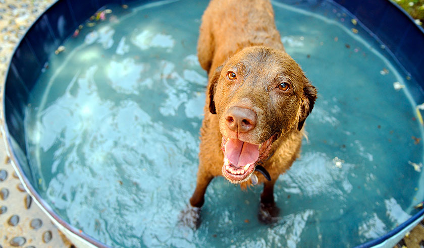 Hot Weather Fun with Your Pets