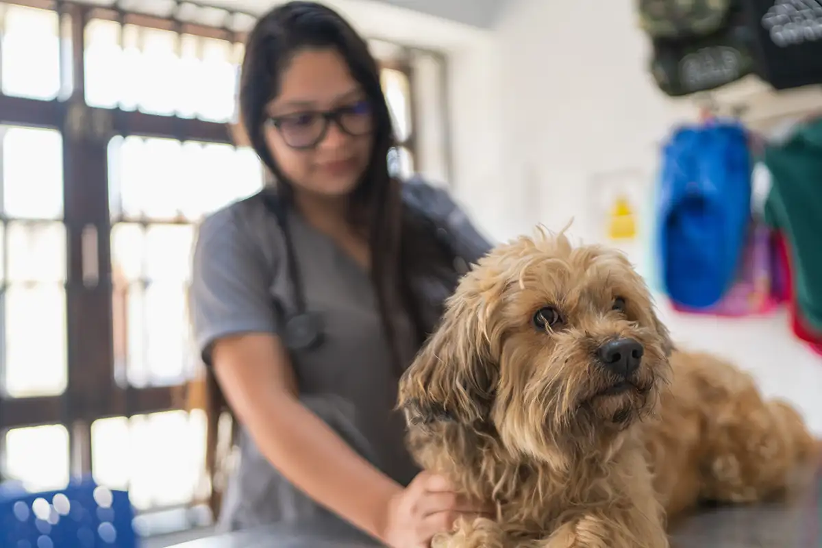 Veterinarian examining dog