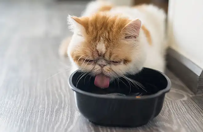An orange and white cat sticking its tongue out in a black bowl.