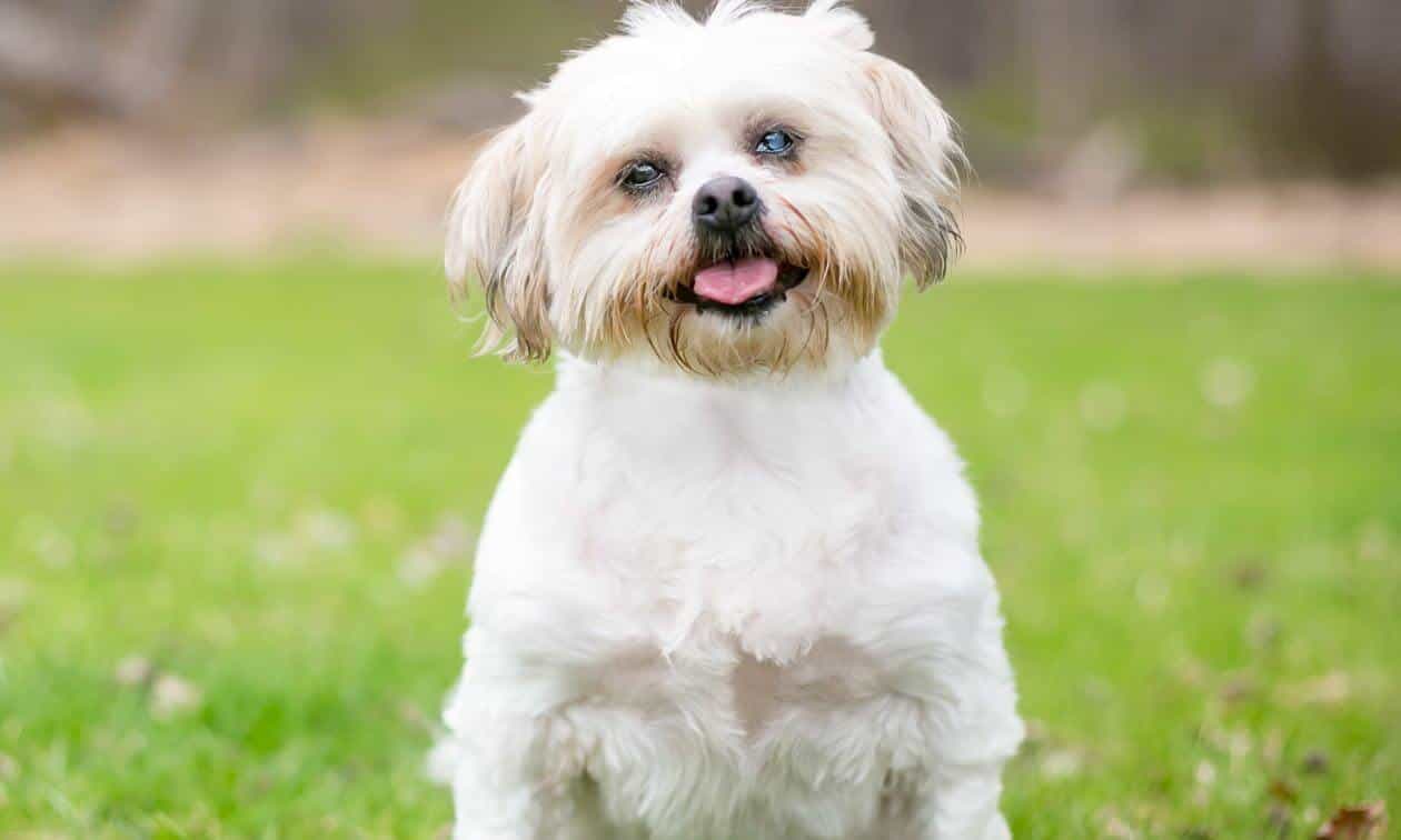 Dog Sitting at the Park