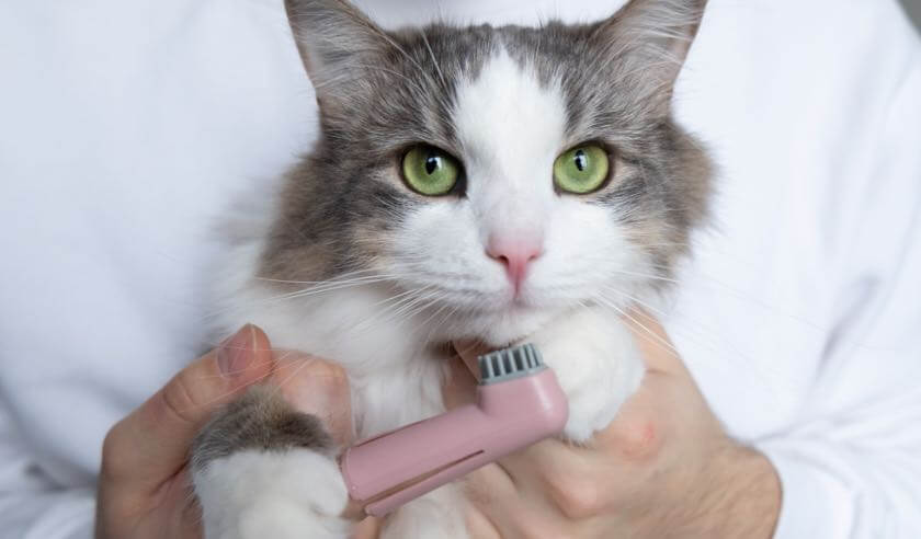 9 Little-Known Facts About Dental Disease in Dogs and Cats