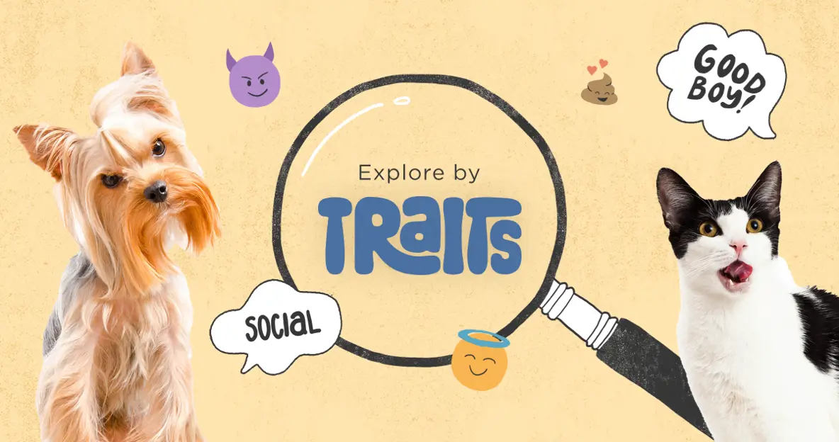 Explore by Traits