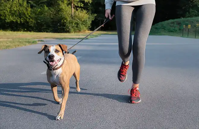 Why Your Dog Is at Risk for Diseases Until Proven Otherwise