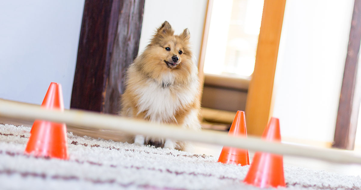 6 Indoor Activities for Dogs to Keep Them Fit in Winter Zoetis Petcare