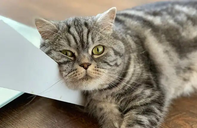 A cat laying on the floor.