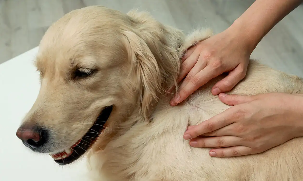 A person looking for ticks on a dog.
