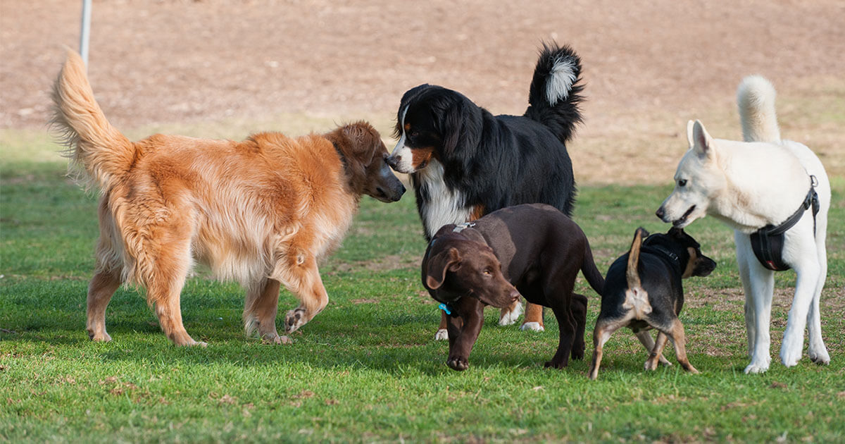 Disease risks for dogs in social settings