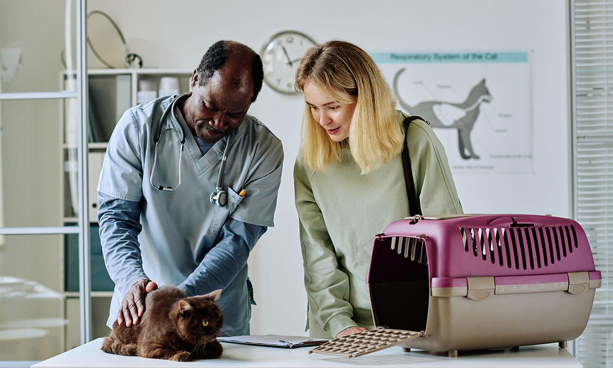A man and a woman are looking at a cat.