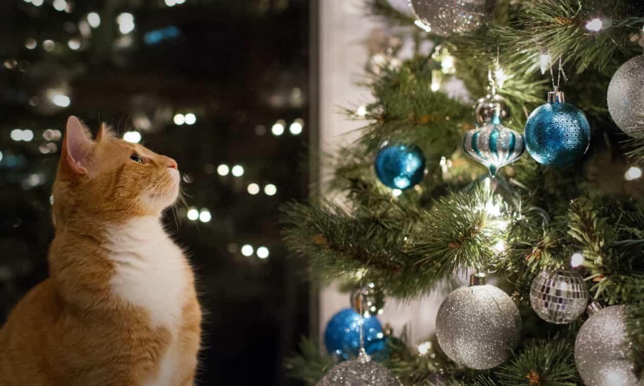 Cat staring at a Christmas tree