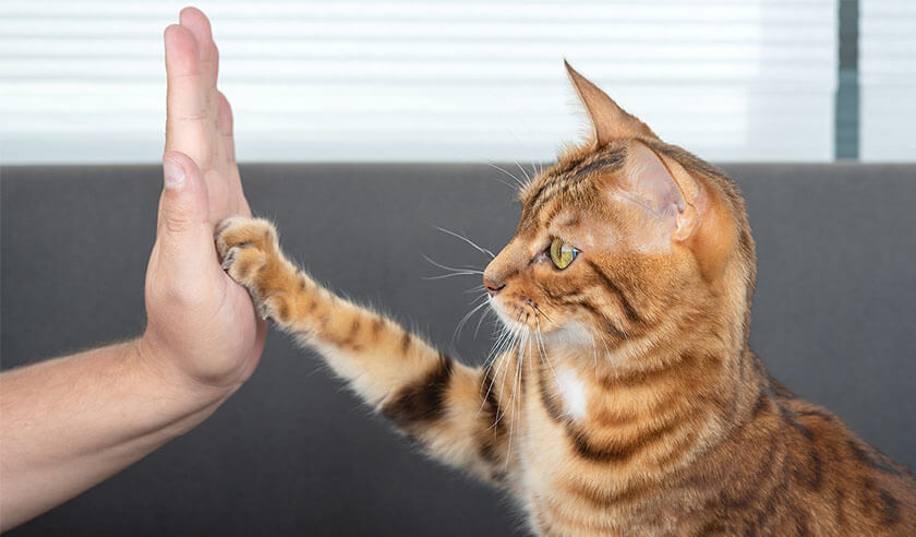 The Most Trainable Cat Breeds