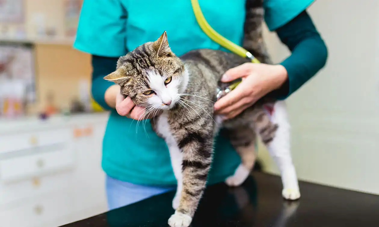 A cat being examined by a veterinarian.
