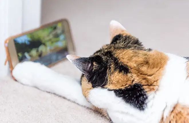 A calico cat laying on the floor looking at a mobile device.