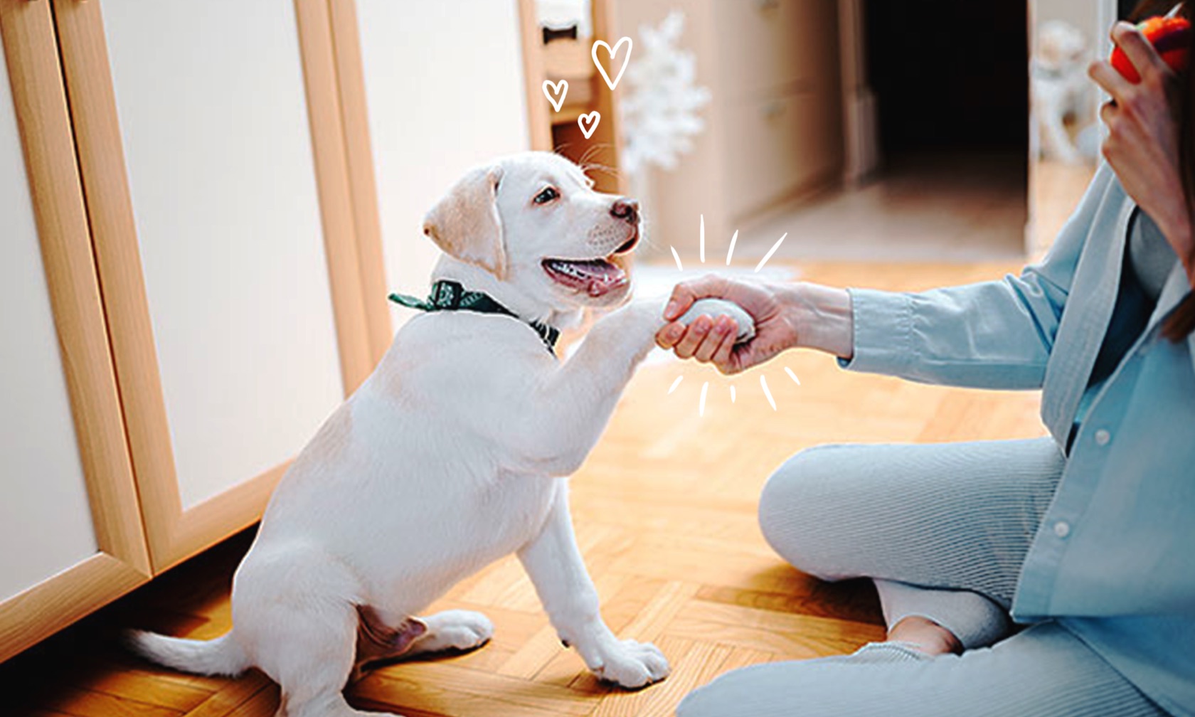 why do dogs put their paw on your hand