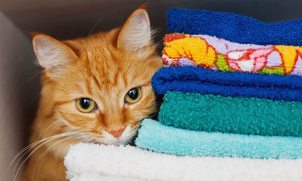 A close up of a cat near a pile of towels.
